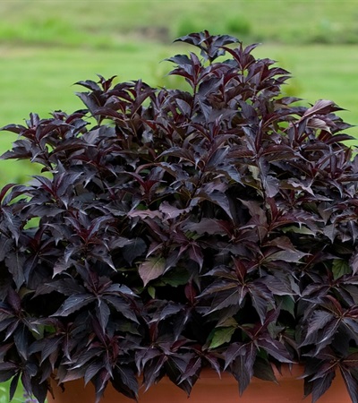 Weigela Spilled Wine®